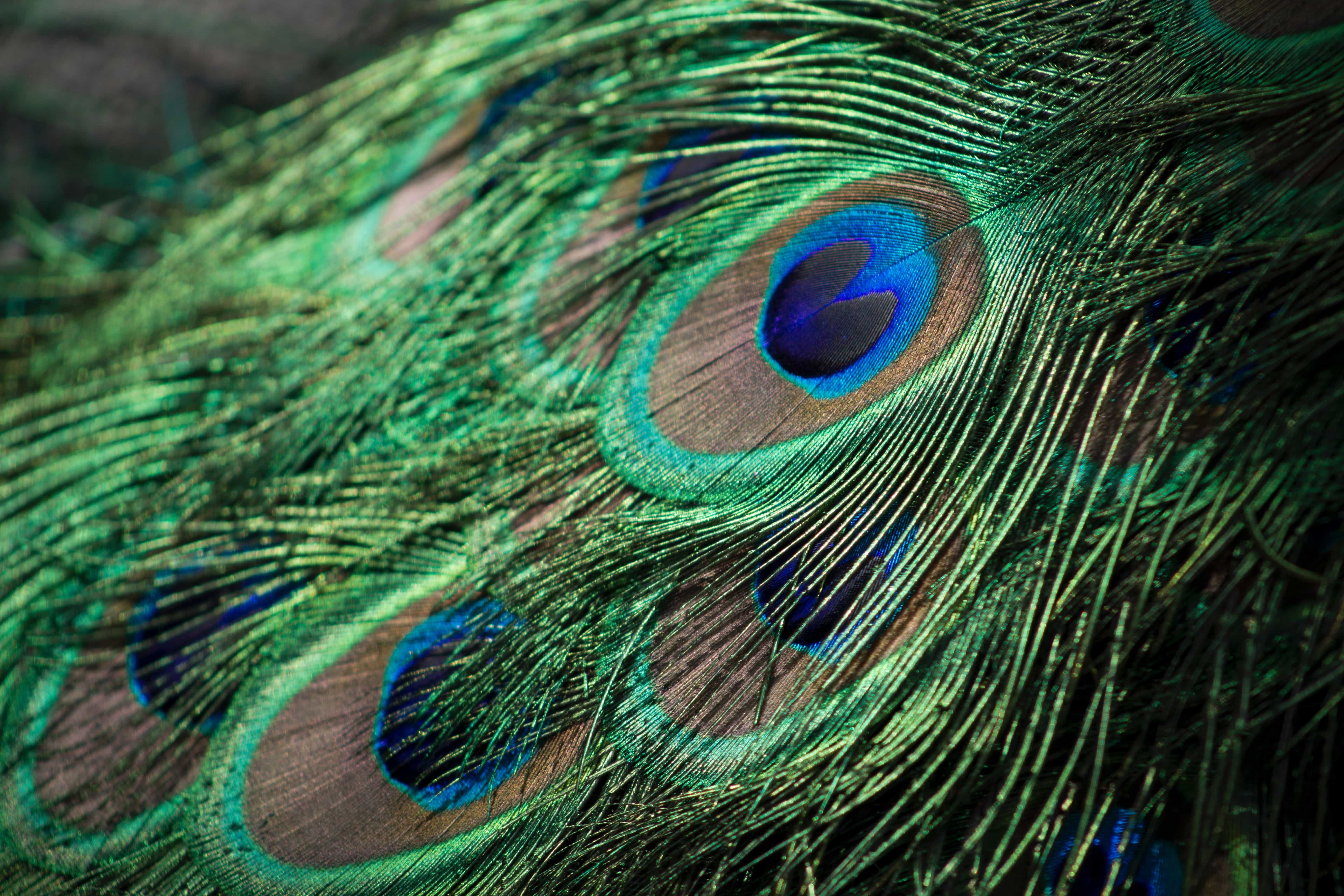 peacock feather